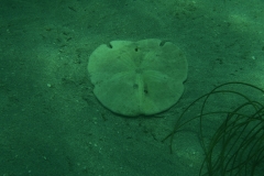 Special Events Key West