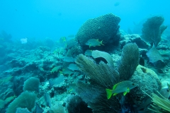 Key West Coral Key West