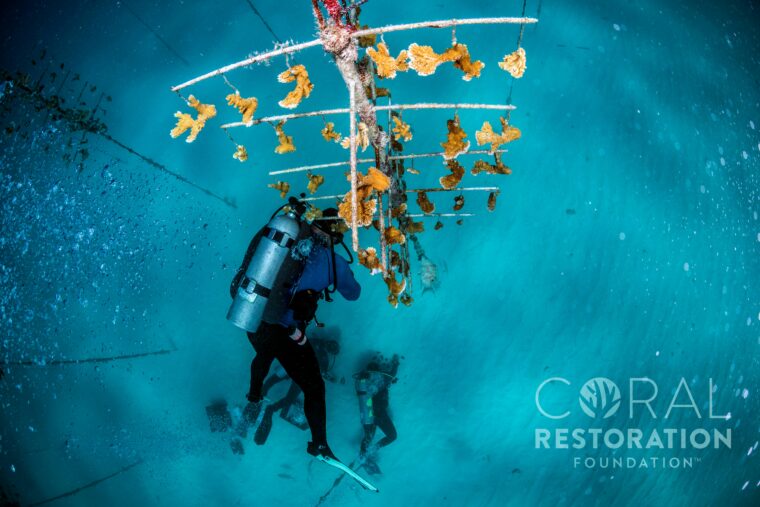 Scuba Diving in Key West